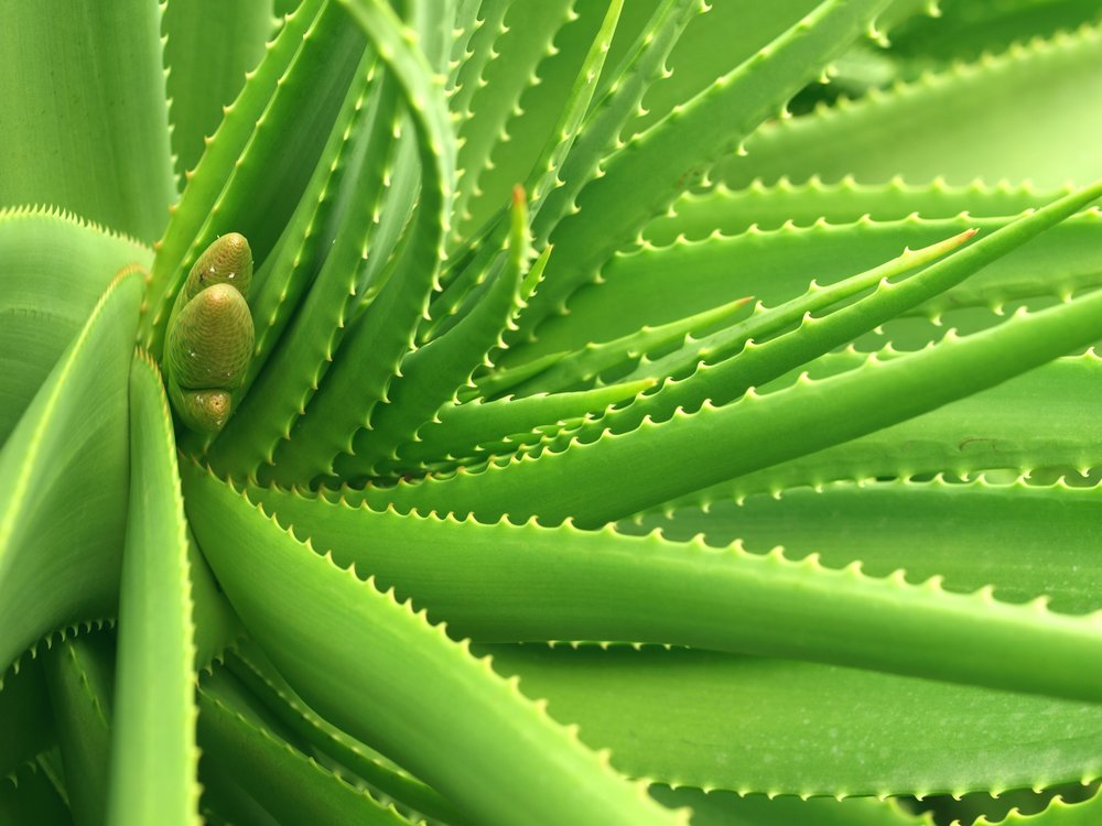 Beneficios del Zumo de Aloe vera